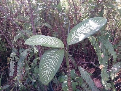 Worms are not all the same! 3 Dumb-Cane