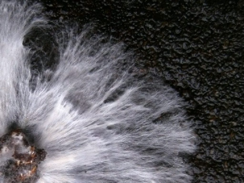 Good or Bad Fungi 2 Hyphae-strands-of-Mycelium