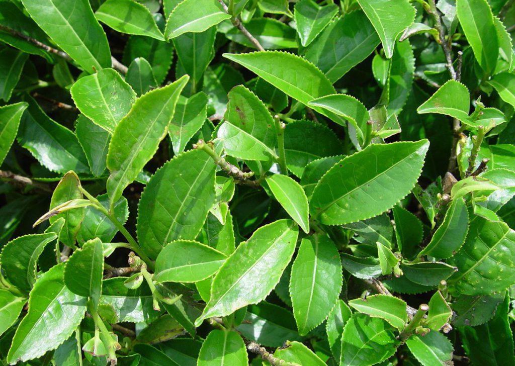 Holiday Effects on Bob's Compots 1 Camellia-Camellia-sinensis