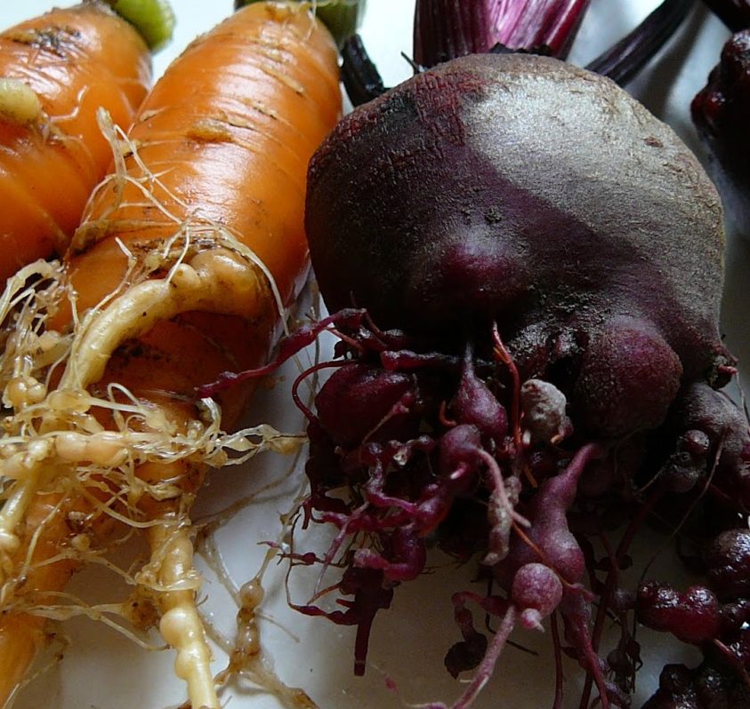 Compots in winter 6 Root-knot-nematode-on-carrot-and-beetroot