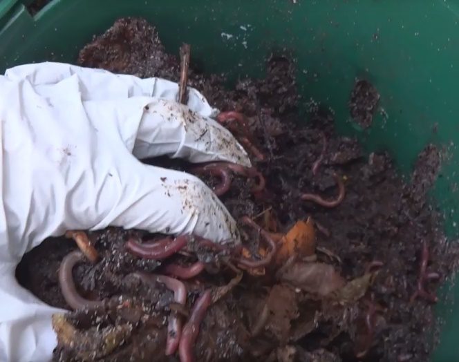 Compots in winter 1 Worms-inside-a-compot