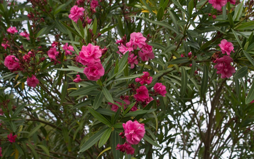 Poisonous Plants 1 Oleander plant