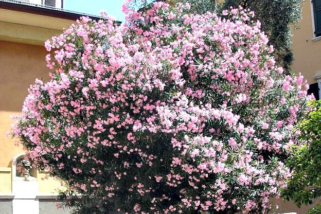 Poisonous Plants 11 Oleander Tree in Flower