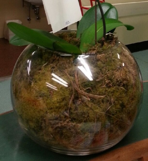 Good and Bad Moss 3 611