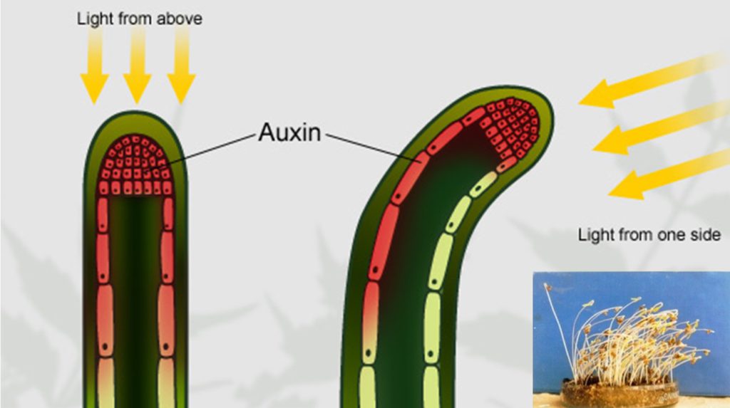 Environmental Effects On Plants 7 Auxi_bending_sprouts