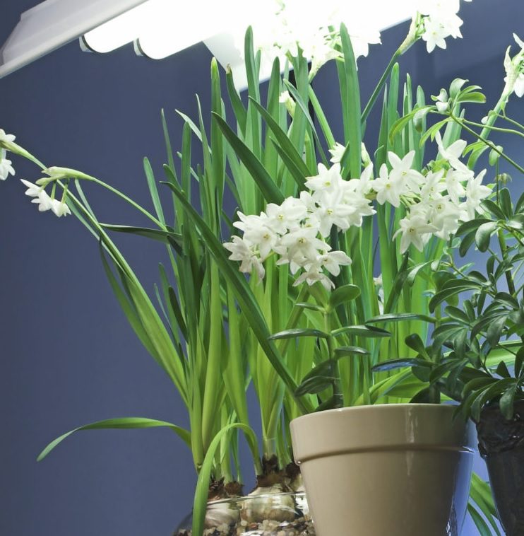 Environmental Effects On Plants 4 Plants_Under_Fluorescent_Light