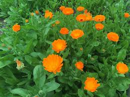 Nematodes 4 Calendula