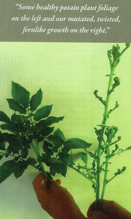 Composting Horse Manure - BEWARE 4 healthy_potato