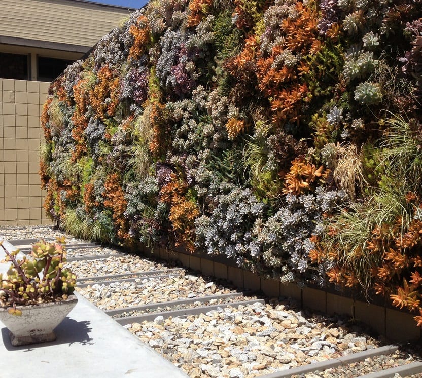 Are Vertical Gardens a Viable Option? 6 Succulent-Wall-Garden