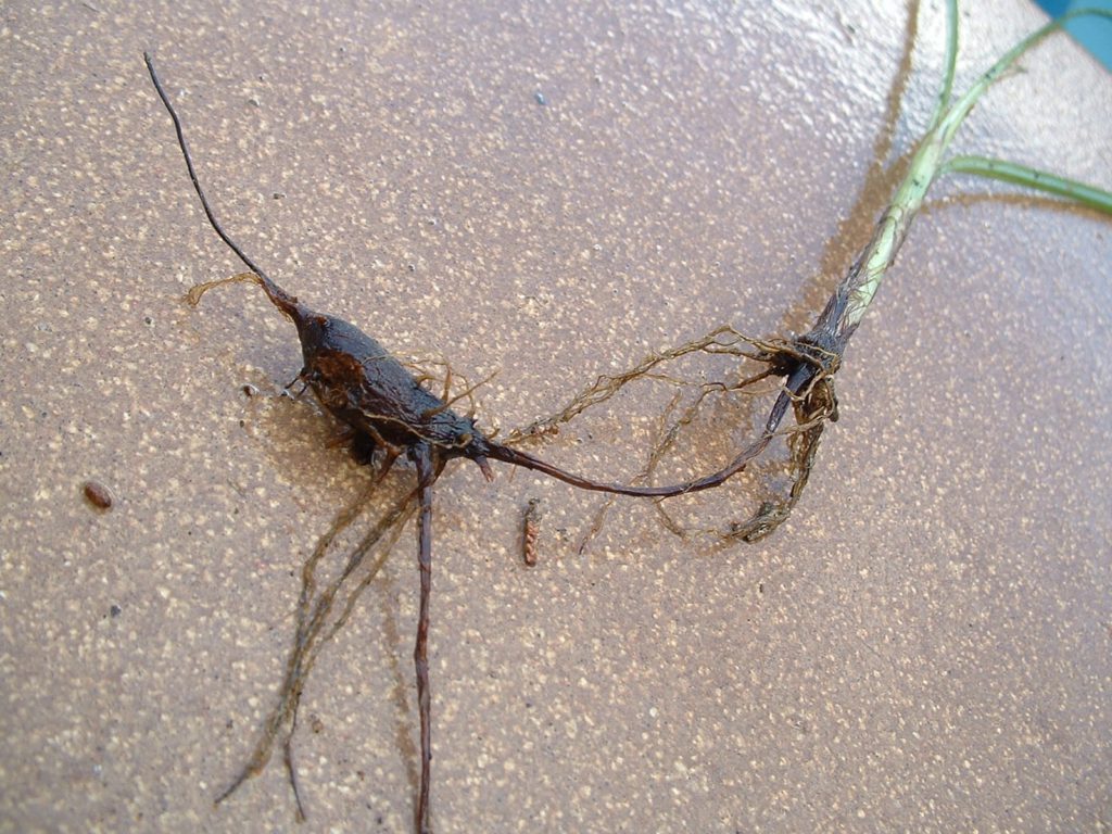 What Makes Good Compost? 3 Cyperus-rotundus-tuber