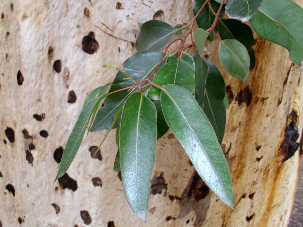What Makes Good Compost? 6 Eucalyptus-cladocalyx-leaves-and-bark
