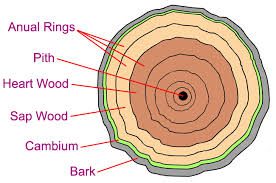Why would you use grafted plants? 2 Cambium