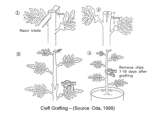 Why would you use grafted plants? 6 Cleft_Grafting_Technique