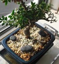 What is Diatomaceous Earth? 4 DE_used_in_Bonsai_growing