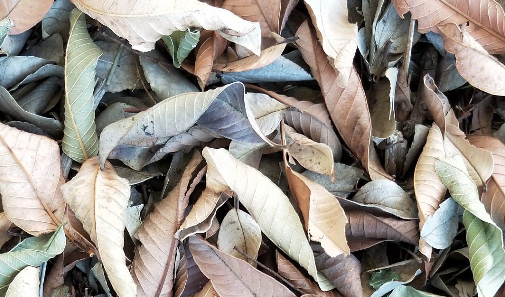 Why use a Garden Cover or Mulch? 7 Dry_Leaf_Cover
