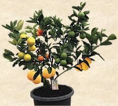 Why would you use grafted plants? 8 Fruit_salad_tree
