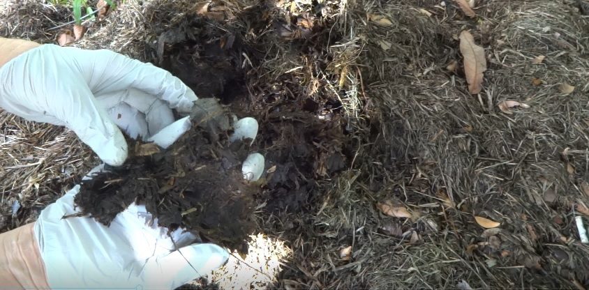 Why use a Garden Cover or Mulch? 8 Grass_Clippings_as_a_Ground_Cover