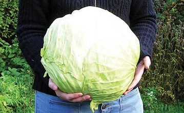 Rock Minerals 3 Large Cabbage