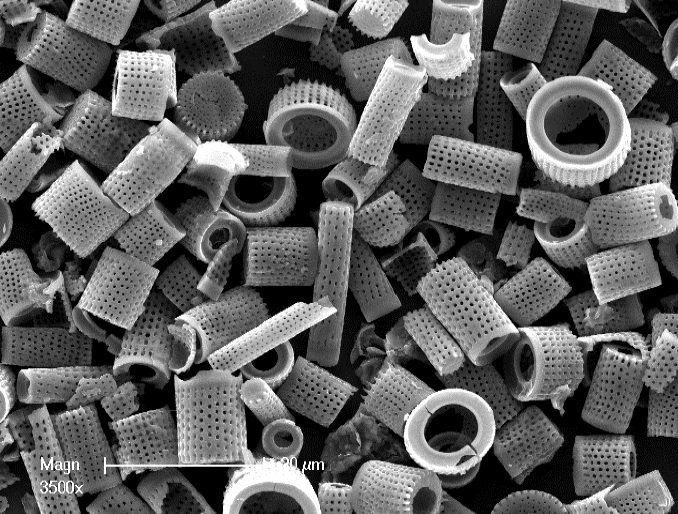 What is Diatomaceous Earth? 1 MT-SYLVIA-DIATOMS-–-MELOSIRA-VARIETY