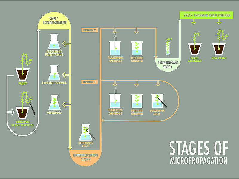 Why would you use grafted plants? 7 Micropropagation