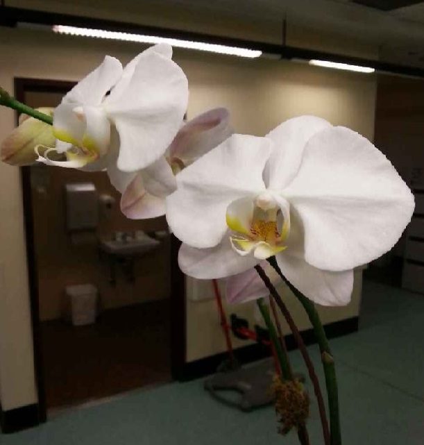 Good and Bad Moss 2 Moth_Orchid