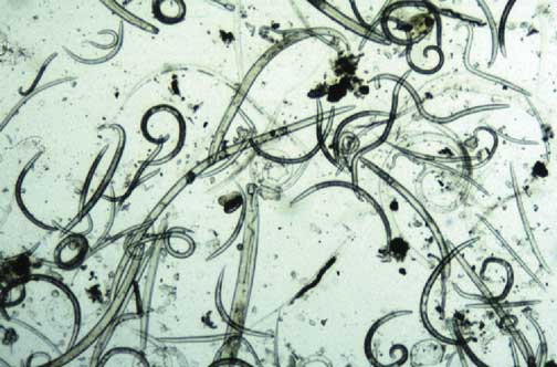 Nematodes 2 Parasitic-and-non-parasitic-nematodes.