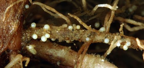 Nematodes 3 Potato_Cyst_Nematode