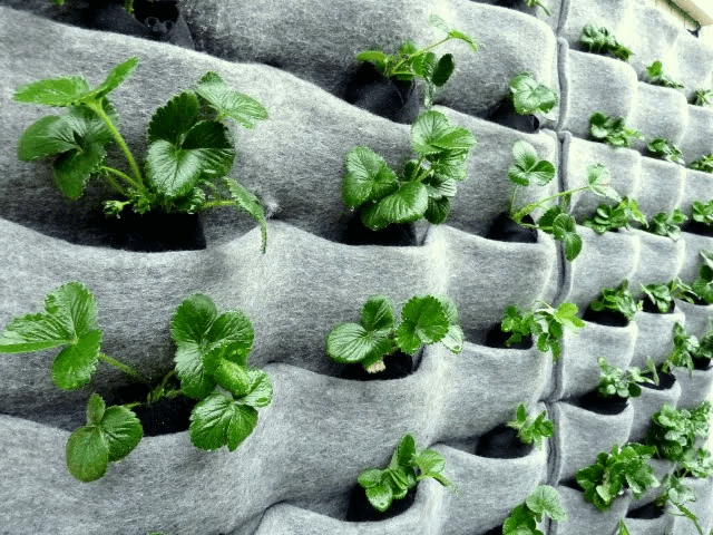 Are Vertical Gardens a Viable Option? 4 Wall-Planter