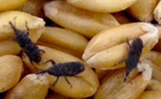 What is Diatomaceous Earth? 5 Weevils_in_Wheat