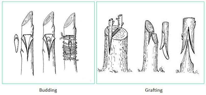 Why would you use grafted plants? 1 budding-grafting