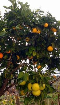 Why would you use grafted plants? 3 combination-citrus-tree