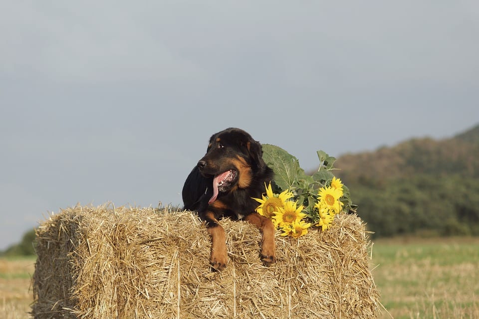 Why use a Garden Cover or Mulch? 4 dog_on_straw_bale