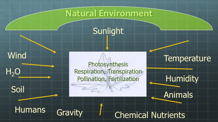 Environmental Effects On Plants 1 environmental effects on plants