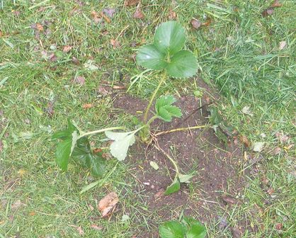 Why use a Garden Cover or Mulch? 6 grass_clippings_around_strawberries