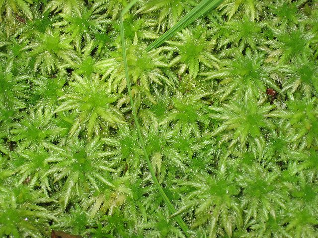 Good and Bad Moss 1 green_sphagnum_by_naturegirl_78_on_Flickr