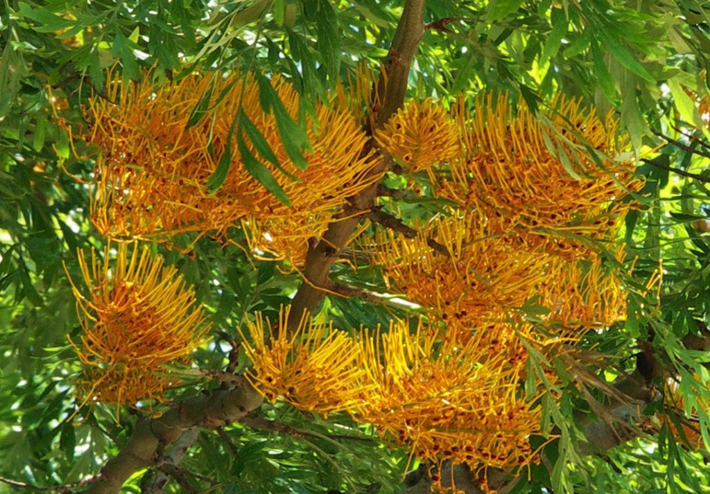 Why would you use grafted plants? 5 grevillea-robusta