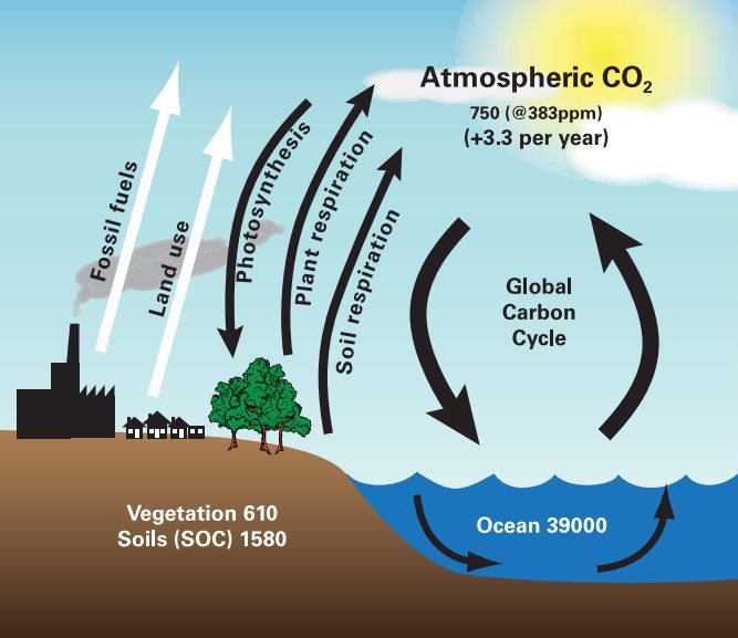 Carbon – How valuable is it for your soil? 2 The_Carbon_Cycle