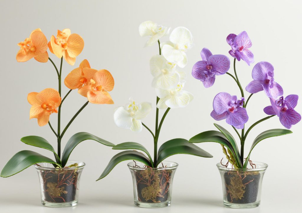 Good and Bad Moss 4 minature_moth_orchids