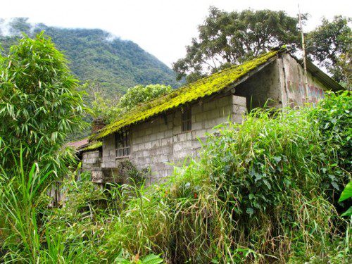 Good and Bad Moss 5 moss-covered-roof