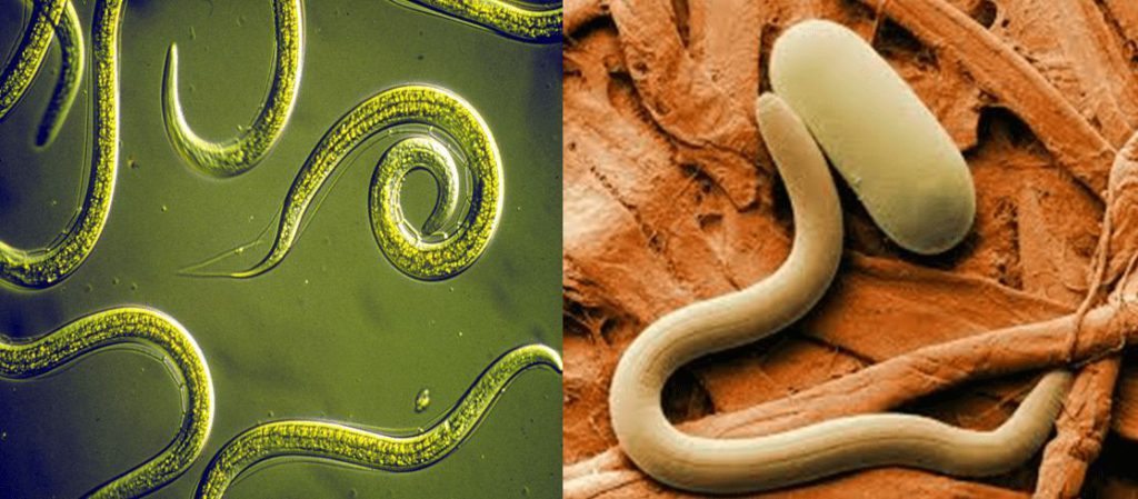 nematodes