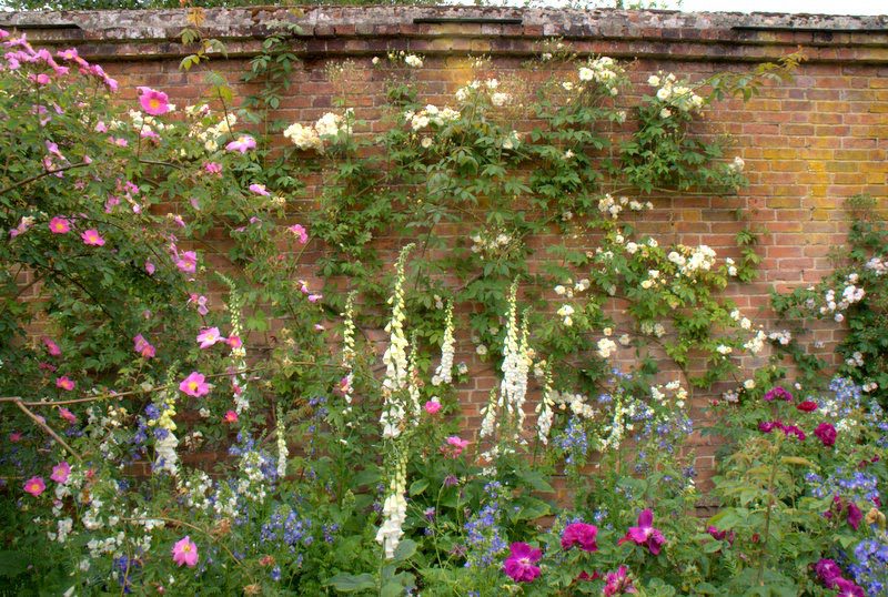 Environmental Effects On Plants 2 organicgardendreams