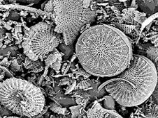 What is Diatomaceous Earth? 2 round_DE