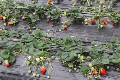 Why use a Garden Cover or Mulch? 5 strawberries_with_black_plastic