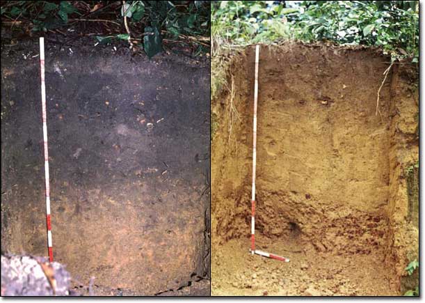 Carbon – How valuable is it for your soil? 9 terra_preta_black_magic