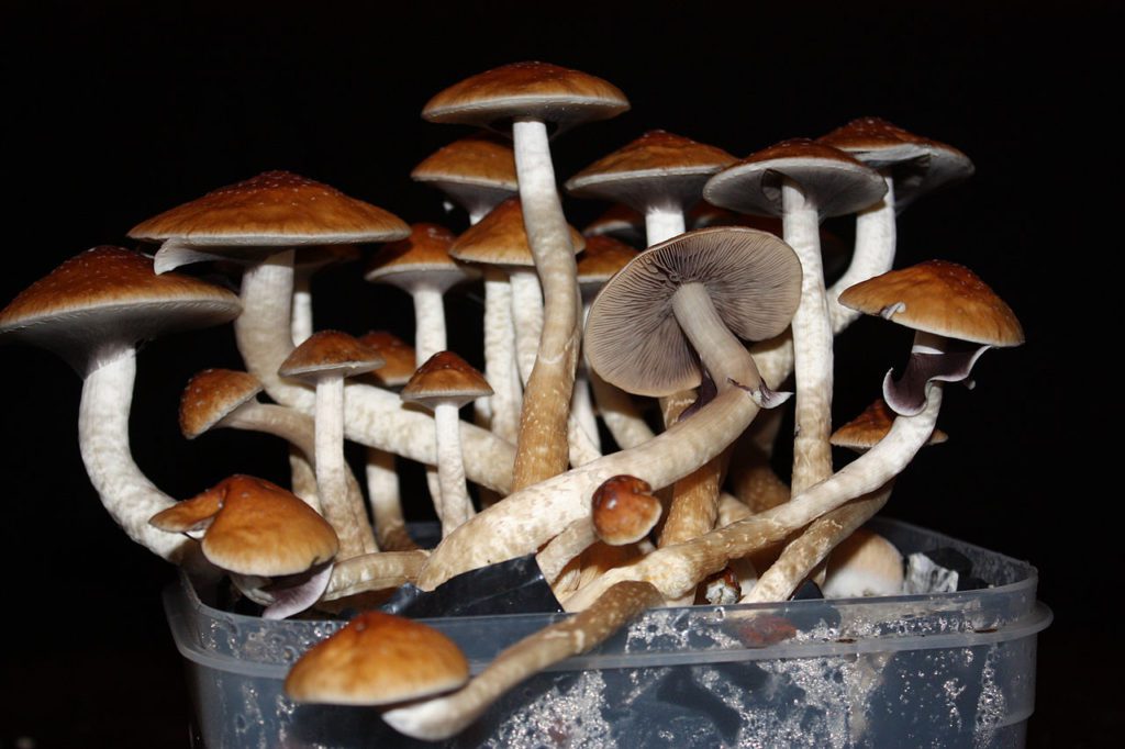 Bacterial Infections 4 Golden Mushroom