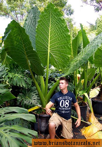 Poisonous Plants 5 Alocasia Macrorrhiza bris botanicals