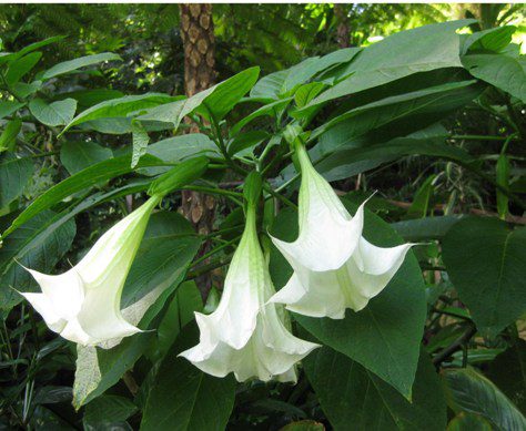 Poisonous Plants 10 Angel Trumpet