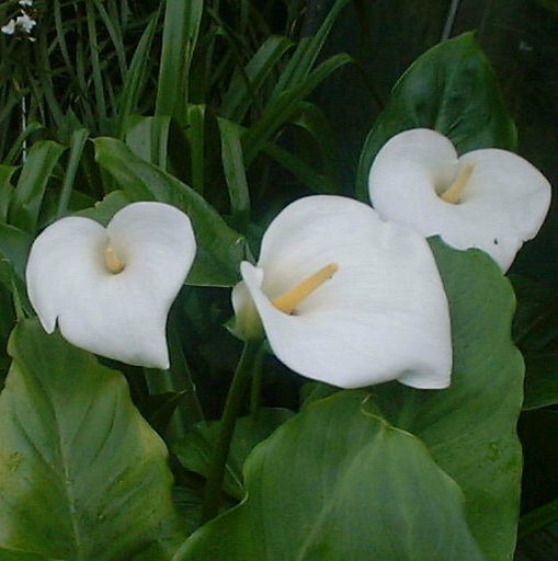 Poisonous Plants 9 Arum lily Zanthedeschia aethiopica