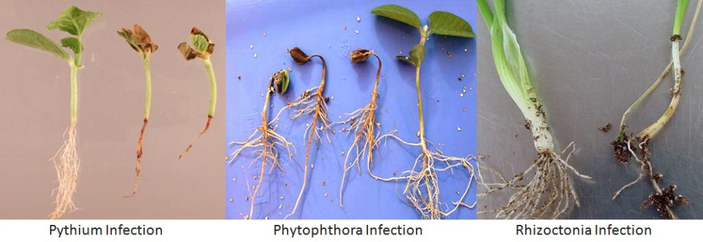 Bacterial Infections 9 Bacterial Infections in Plants