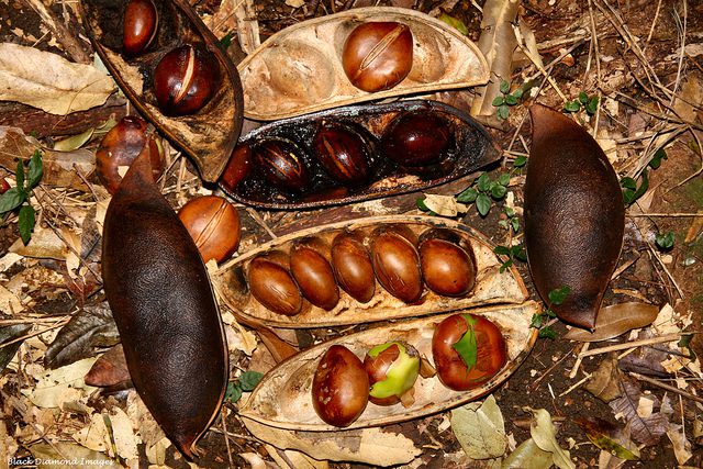 Poisonous Plants 13 Castanospermum australe seeds